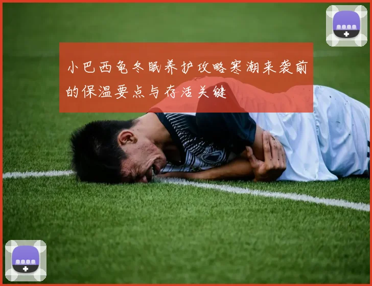 小巴西龟冬眠养护攻略寒潮来袭前的保温要点与存活关键